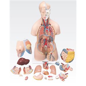 トルソ人体模型／人体解剖模型 【20分解】 J-112-0