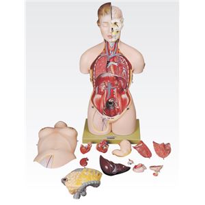 トルソ人体モデル／人体解剖模型 【13分解】 J-113-0