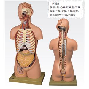 トルソ人体モデル／人体解剖模型 【20分解】 主要臓器とりはずし可 J-113-1