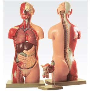 トルソ人体モデル／人体解剖模型 【20分解】 J-113-3