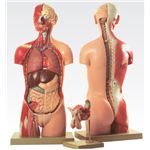 トルソ人体モデル／人体解剖模型 【20分解】 J-113-3