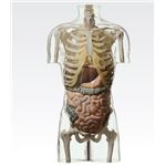透明トルソ／人体解剖模型 【消化器系人体モデル】 等身大 1体型モデル J-113-4