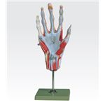 手の筋肉解剖模型／人体解剖模型 【5分解】 実物大 合成樹脂製 J-114-1
