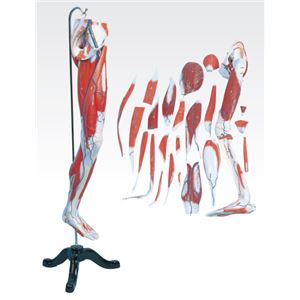 下肢模型/人体解剖模型 【27分解】 鉄台付き J-114-5 商品画像
