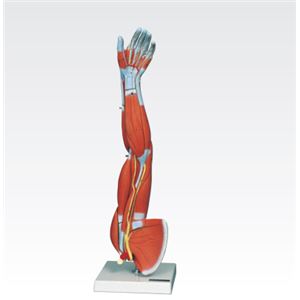 新型・上肢模型/人体解剖模型 【6分解】 J-114-6 商品画像