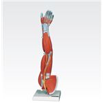 新型・上肢模型／人体解剖模型 【6分解】 J-114-6