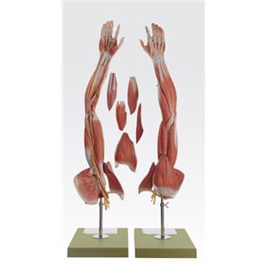 上肢模型/人体解剖模型 【6分解】 等身大 J-114-8 商品画像