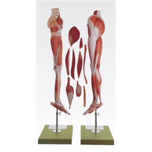 下肢模型／人体解剖模型 【10分解】 等身大 J-114-9