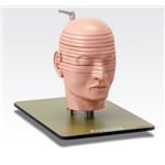 頭部水平断模型／人体解剖模型 【12分解】 J-118-0