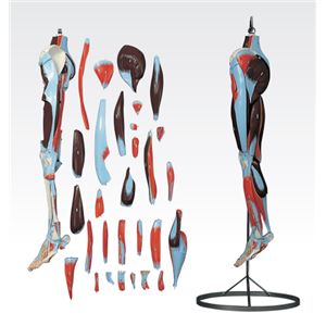 下肢模型/人体解剖模型 【30分解】 J-119-2 商品画像
