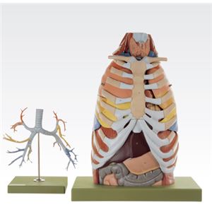 胸部解剖模型/人体解剖模型 【17分解】 等身大 J-125-0 商品画像