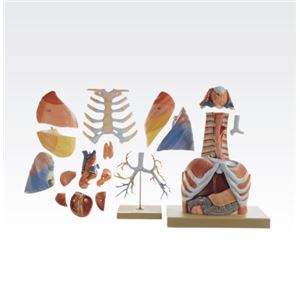 胸部解剖模型/人体解剖模型 【17分解】 等身大 J-125-0 商品写真2