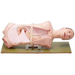 胃・十二指腸内視鏡練習モデル（看護実習モデル人形） 胃・十二指腸／洗浄・交換可 M-135-0