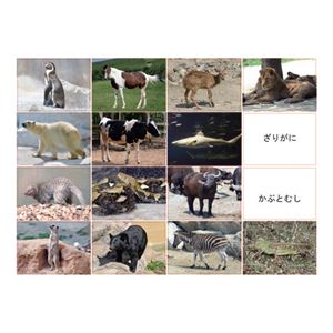 DLM 多目的言語カードセット動物編CD付KK0491 商品画像