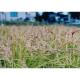 玄米 新潟県川西産 コシヒカリ100% 30kg - 縮小画像3