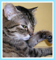 cathand（猫手）さん