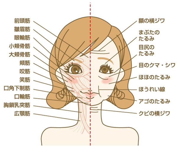 12種の表情筋を鍛える フェイススリマー