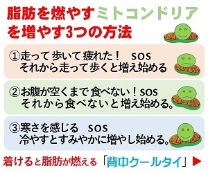 背中クールタイで暑さ対策とダイエット 口コミや仕組み 使い方を紹介