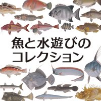 魚と水遊びのコレクション｜魚のTシャツ等の商品購入