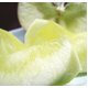 【葉とらずりんごのりんごジュース】林檎園：ストレート果汁100％　1000ml×6本 - 縮小画像3