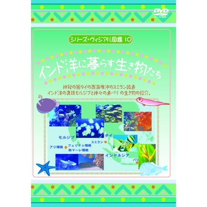 KIDS世界の海DVD4本セット+オマケ付! 商品写真3