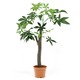 観葉植物/フェイクグリーン 【パキラ 朴の木タイプ】 8号鉢対応 幅90cm 〔リビング ガーデニング〕 - 縮小画像1