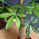 観葉植物/フェイクグリーン 【パキラ 朴の木タイプ】 8号鉢対応 幅90cm 〔リビング ガーデニング〕 - 縮小画像2