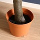 観葉植物/フェイクグリーン 【パキラ 朴の木タイプ】 8号鉢対応 幅90cm 〔リビング ガーデニング〕 - 縮小画像3