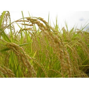 【お試しに!】 澤田農場のオリジナルブレンド米(三和音)玄米 5kg 商品写真2