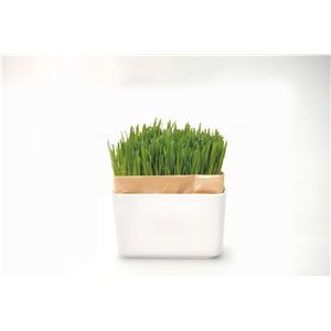 （まとめ）猫草栽培キット にゃんベジセット N 【×3セット】【ペット用品】