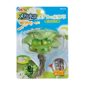 (まとめ)メダカ水景 メダカの産卵草 ホテイアオイ【×5セット】 (観賞魚/水槽用品)