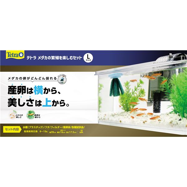 メダカの繁殖を楽しむセット L （観賞魚用品／水槽用品）