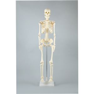 アーテック 人体骨格模型 85cm  商品写真