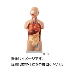 人体解剖模型 AL-16 商品写真