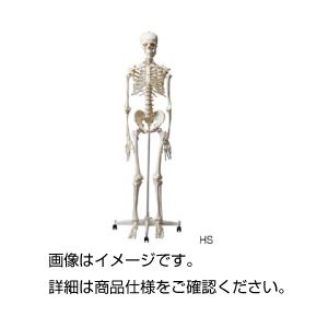 人体骨格模型 HS 商品写真
