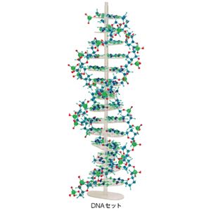 分子構造模型モル・タロウ DNAセット DNA-1