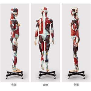 人体解剖模型 【女/等身大100分解】 精密度模型 神経・脈管系表示 カバー付き J-101-1 商品写真2