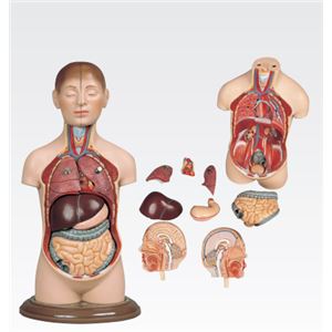 ミニトルソ/人体解剖模型 【9分解】 高さ35cm J-113-2 商品写真
