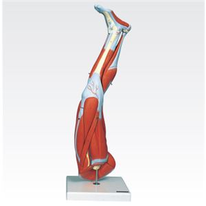 新型・下肢模型/人体解剖模型 【9分解】 J-114-7 商品写真