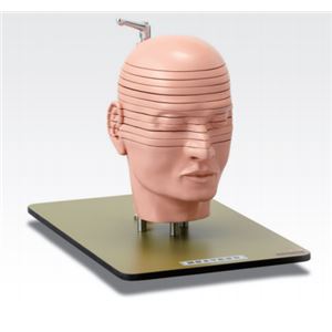 頭部水平断模型/人体解剖模型 【12分解】 J-118-0 商品写真1