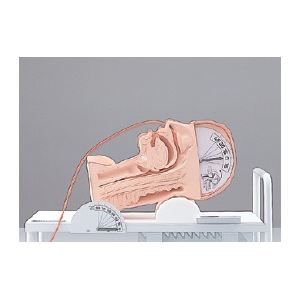 嚥下のメカニズム模型(看護実習モデル) 解剖部位明示透明カバー付き M-163-0 商品写真2