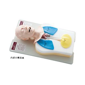 サカモト気道管理トレーナー(看護実習モデル人形) 交換用前歯/収納ケース付き M-167-0 商品写真2
