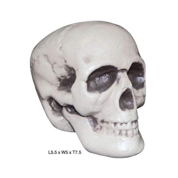 （まとめ）SUNSTAR Realistic Skull（リアル頭蓋骨）【×2点セット】【代引不可】