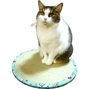 い草雑貨 ねこちゃん畳2 【直径約47×高さ1.2cm】 円型 い草100％ ダンボール 〔ペット用品 猫用品〕【代引不可】