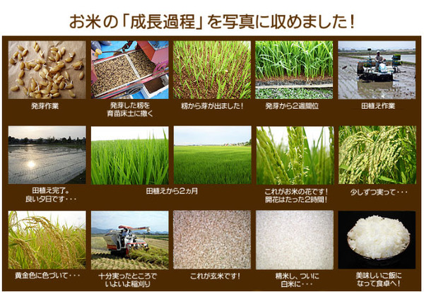 平成27年産 中村農園の新潟県長岡産コシヒカリ白米10kg(5kg×2袋)